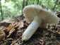 Varashátú galambgomba (Russula virescens), Retyezát. Fehéres színű, hengeres, ráncolt felületű tönk